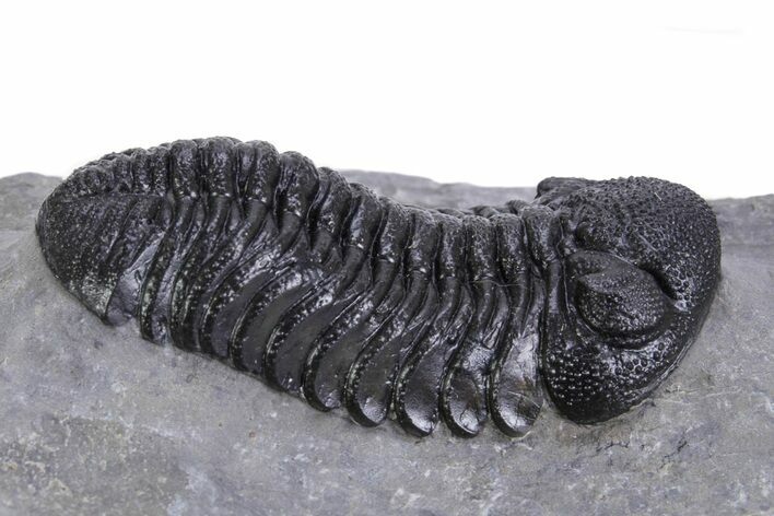 Beautiful Morocops Trilobite - Ofaten, Morocco #359594